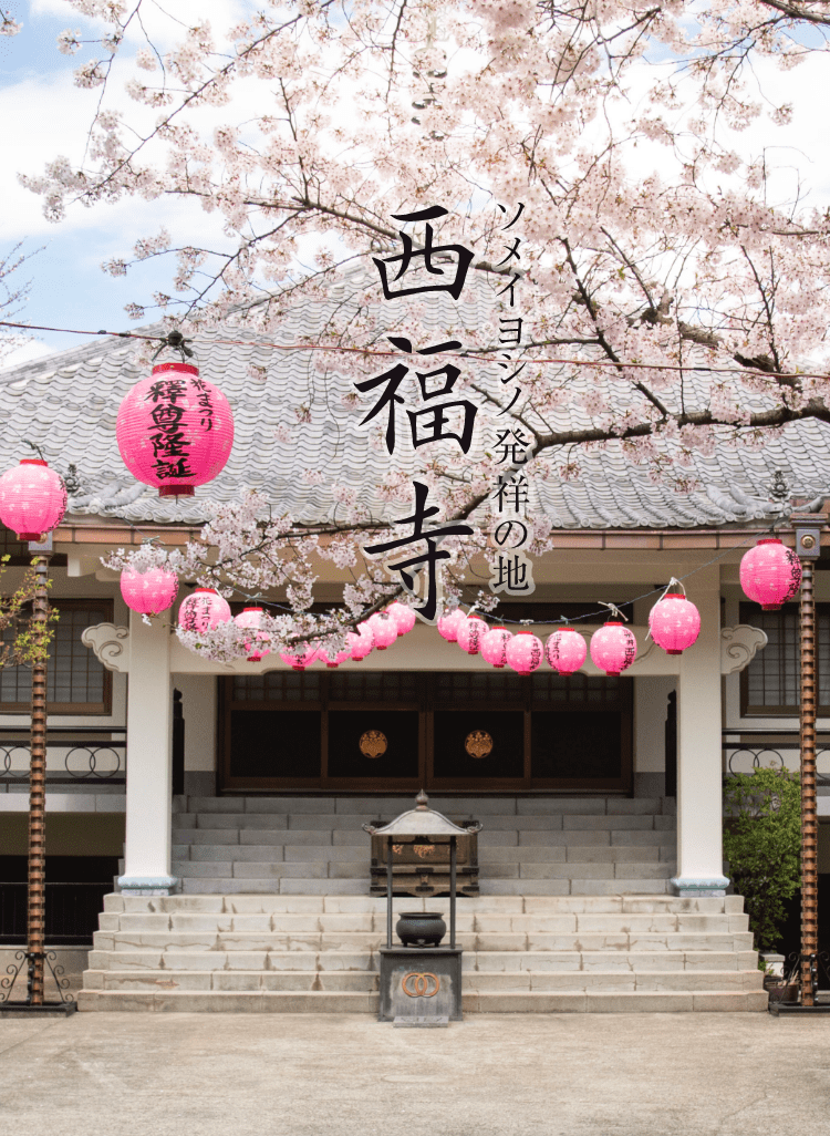 ソメイヨシノ発祥の地　西福寺の桜