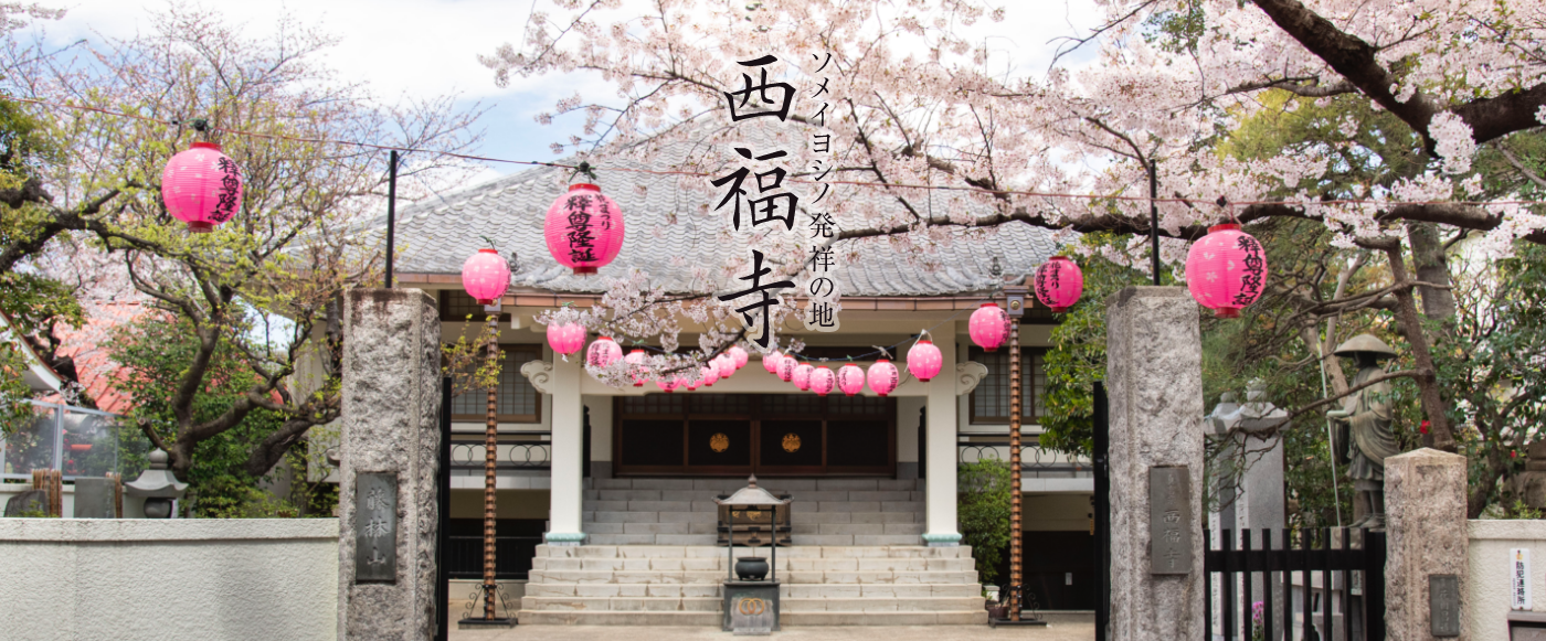 ソメイヨシノ発祥の地　西福寺の桜